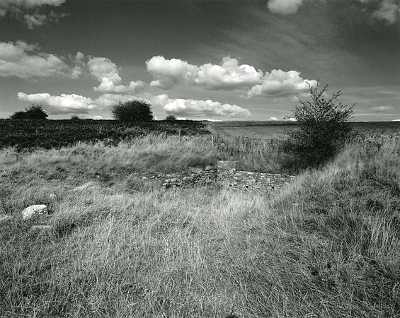 DP113.3 Cooks Field Nature Reserve MD