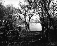 DP079.18 Above Cow Down SD