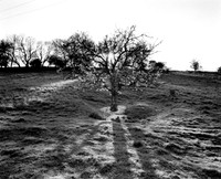 DP040.11 Cold Wold YW