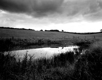 DP116.11 Two Acres Coppice NWD