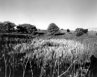DP177.13 Fiona's Pond 3 NWD