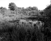 DP177.18 Fiona's Pond 2 NWD