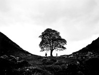 Sycamore Gap