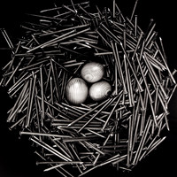 Nest