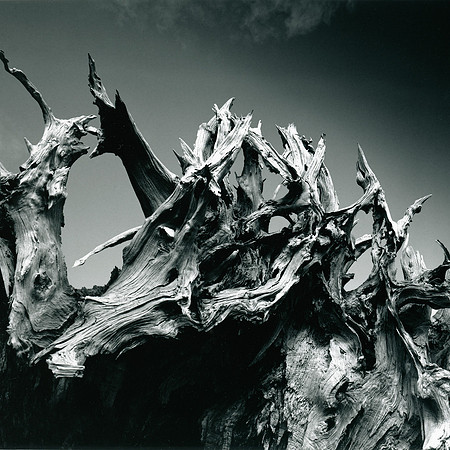 #V Tree Roots Detail copy