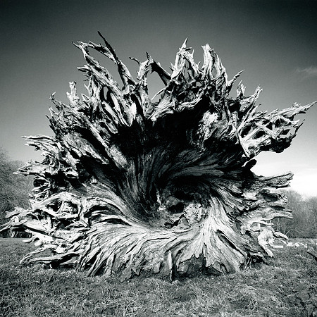 #XIX Tree Roots 1