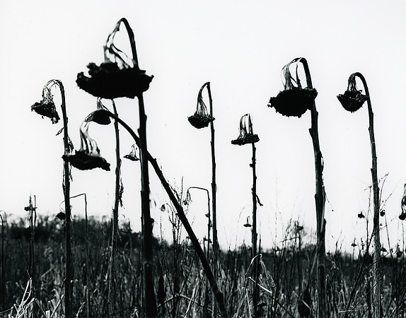 #XLV Sunflower Field 2