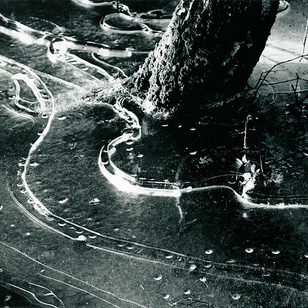 #XXII Frozen Woodland