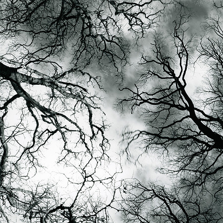 #XXIX Treescape