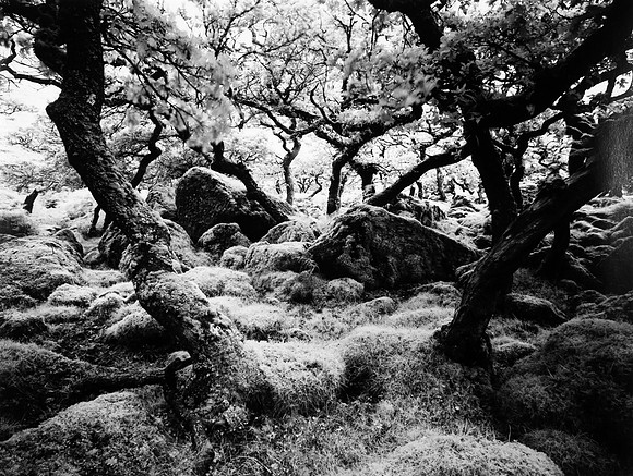 Black Tor Copse 367