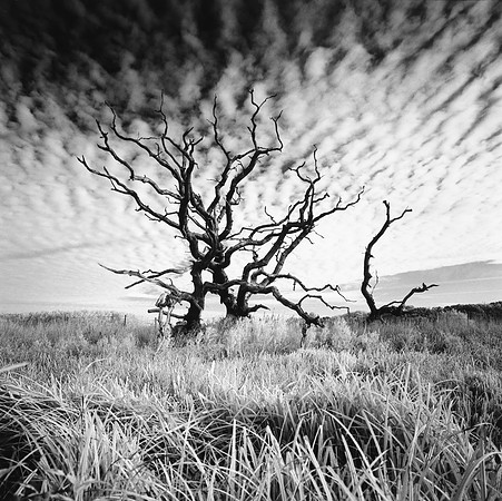 Baconsfield Tree 174