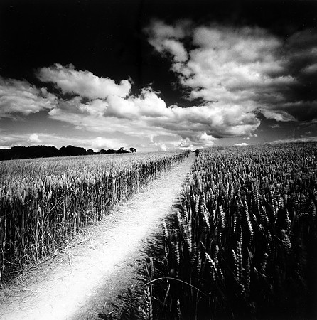 Cornfield near Chipping Norton 25