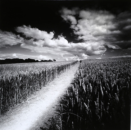 Cornfield path near Chipping Norton