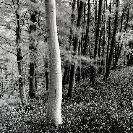 Woodland, Long Compton