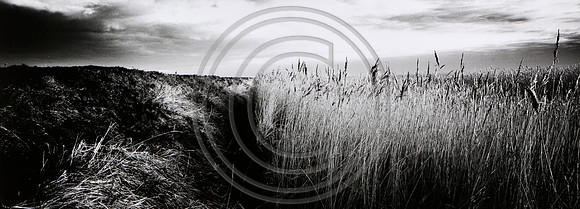 Near Cley next the Sea